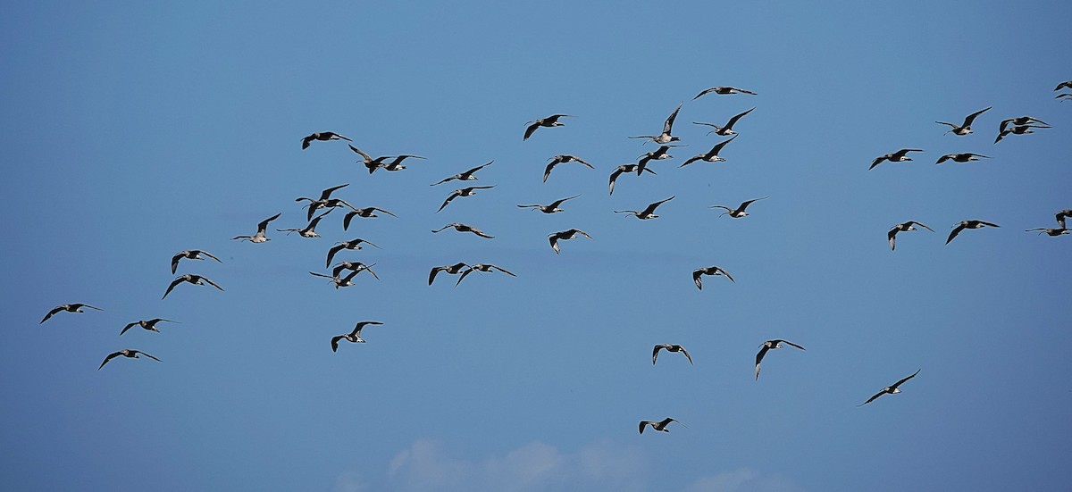 Far Eastern Curlew - ML640738614