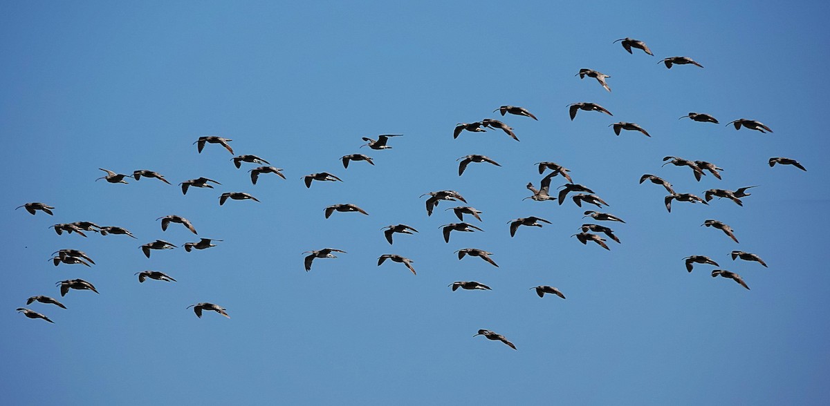 Far Eastern Curlew - ML640738615