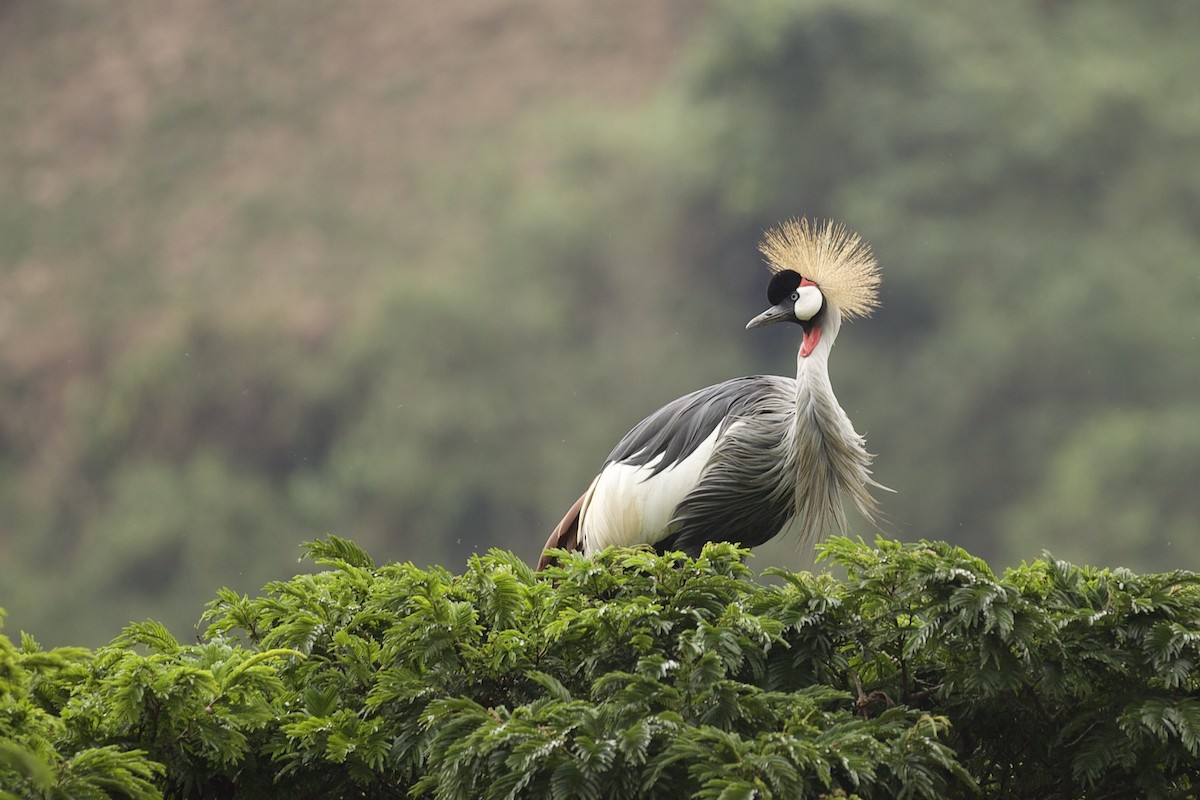 Gray Crowned-Crane - ML640738626