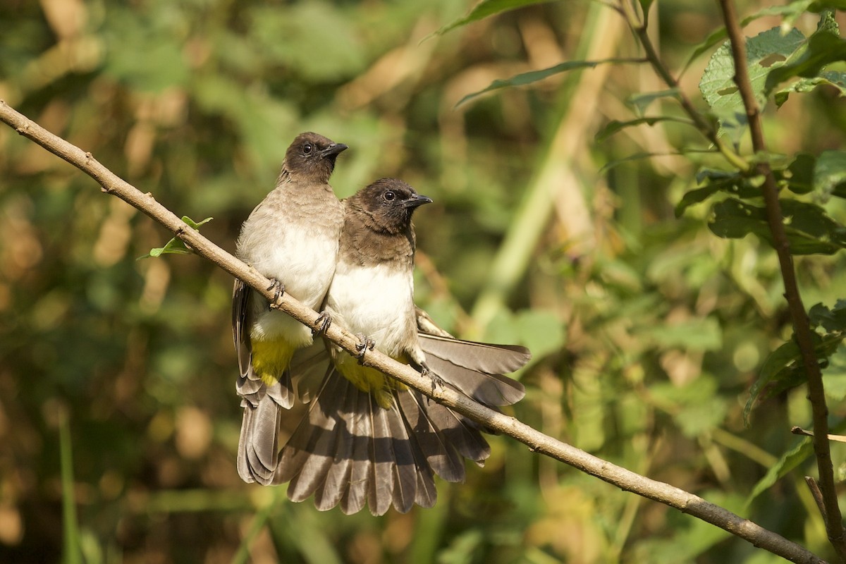 Common Bulbul - ML640738630