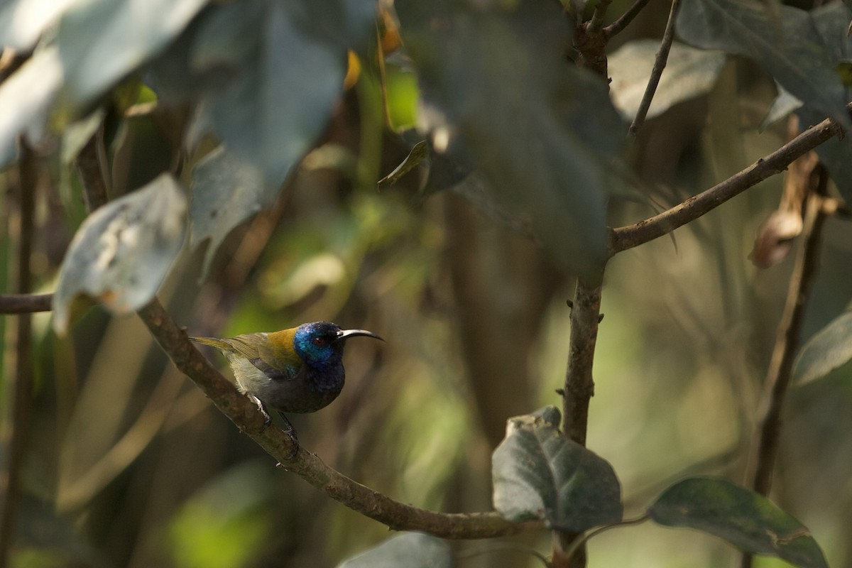Green-headed Sunbird - ML640738641