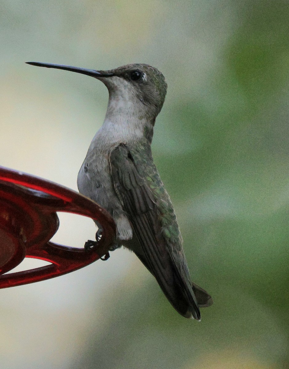 Black-chinned Hummingbird - ML640738643