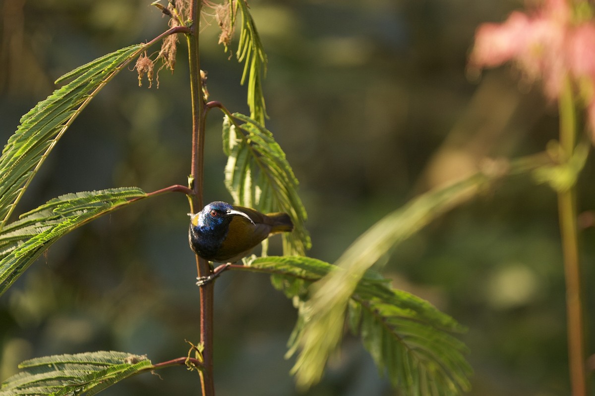 Green-headed Sunbird - ML640738646