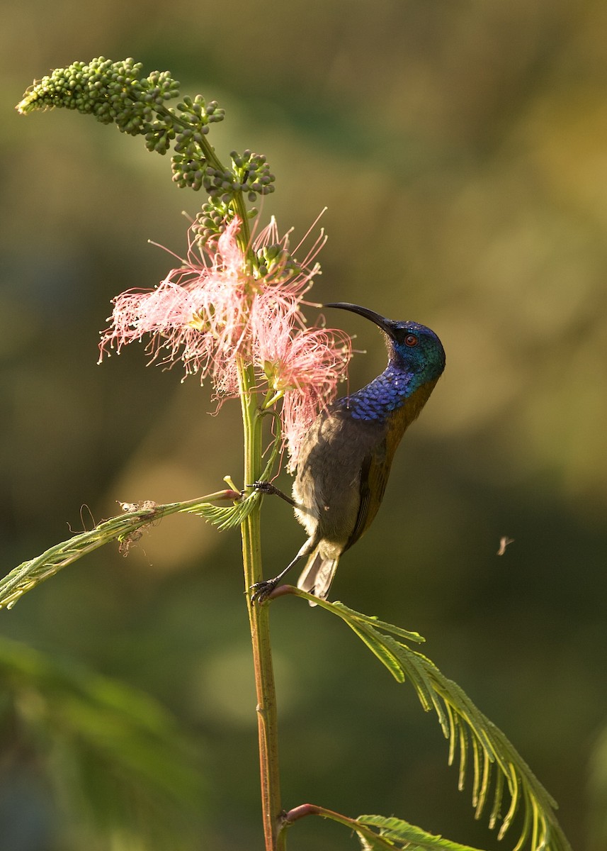 Green-headed Sunbird - ML640738652