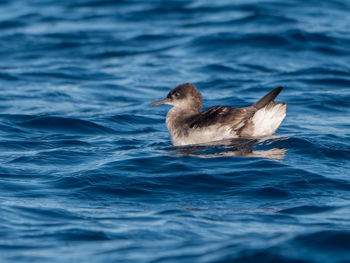 Fluttering Shearwater - ML640738668