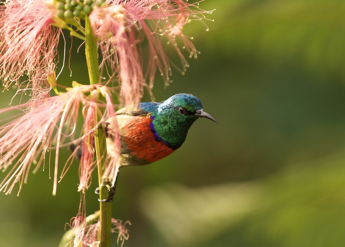 Northern Double-collared Sunbird - ML640738674
