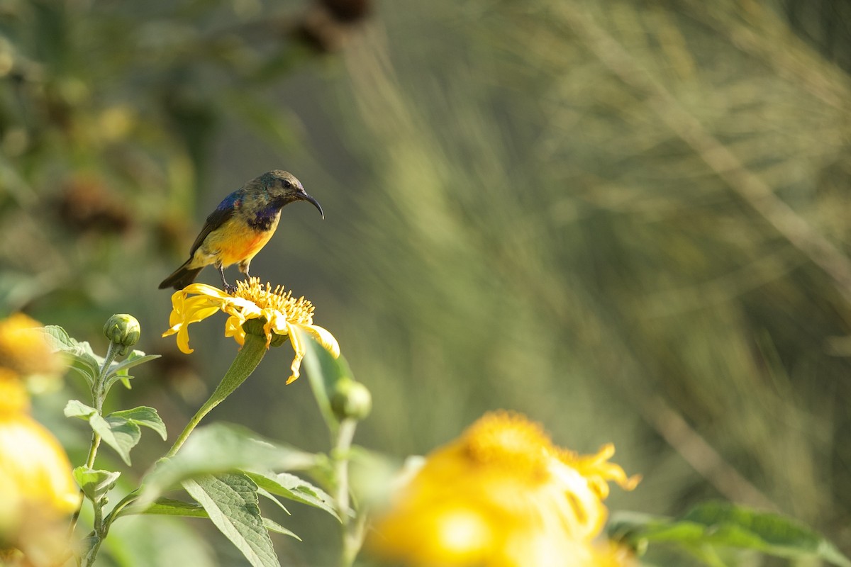 Variable Sunbird - ML640738684