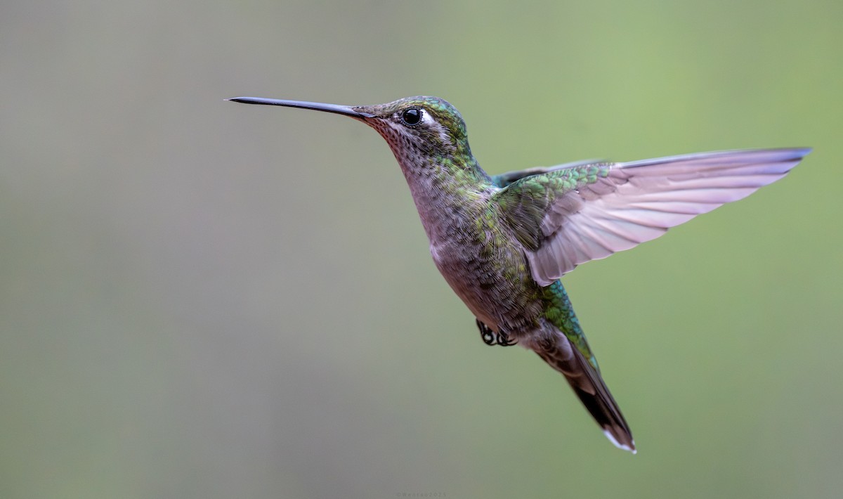 Колибри-герцог - ML640738733