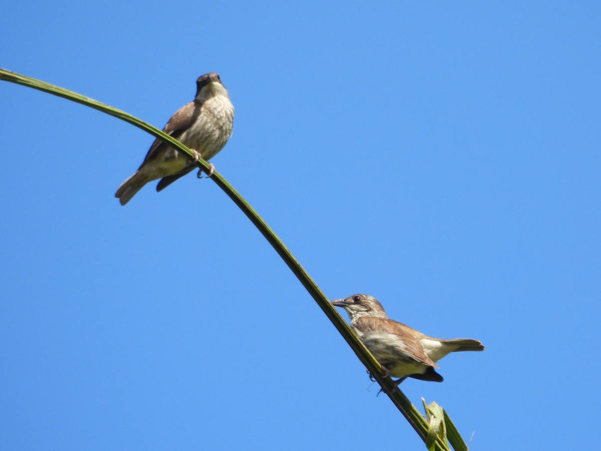 Polynesian Starling - ML640738755