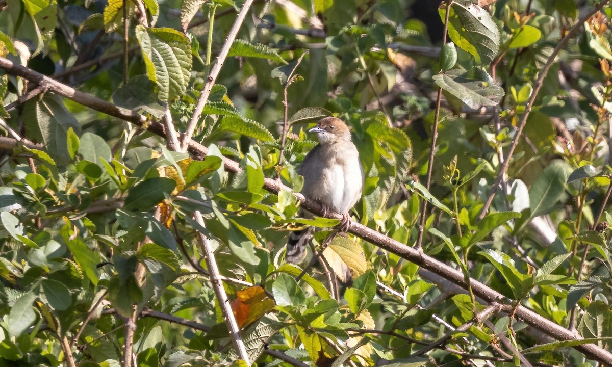 Singing Cisticola - ML640738794
