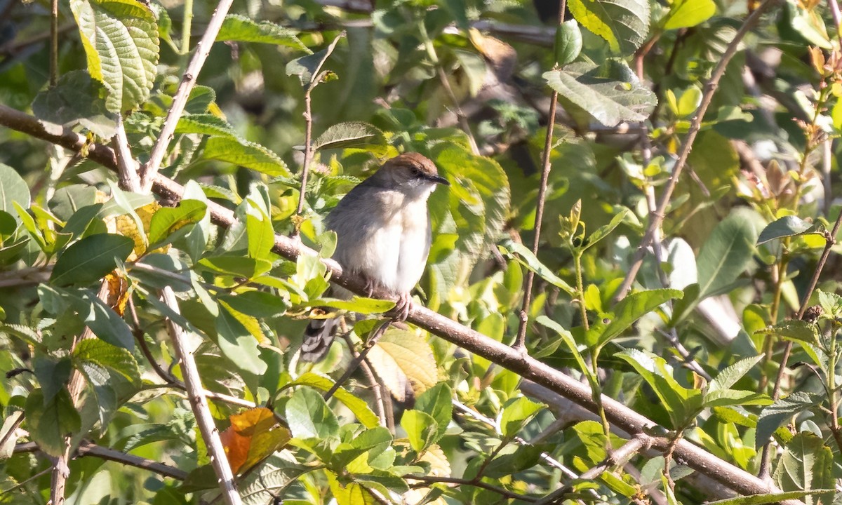 Singing Cisticola - ML640738795