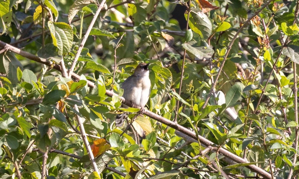 Singing Cisticola - ML640738796