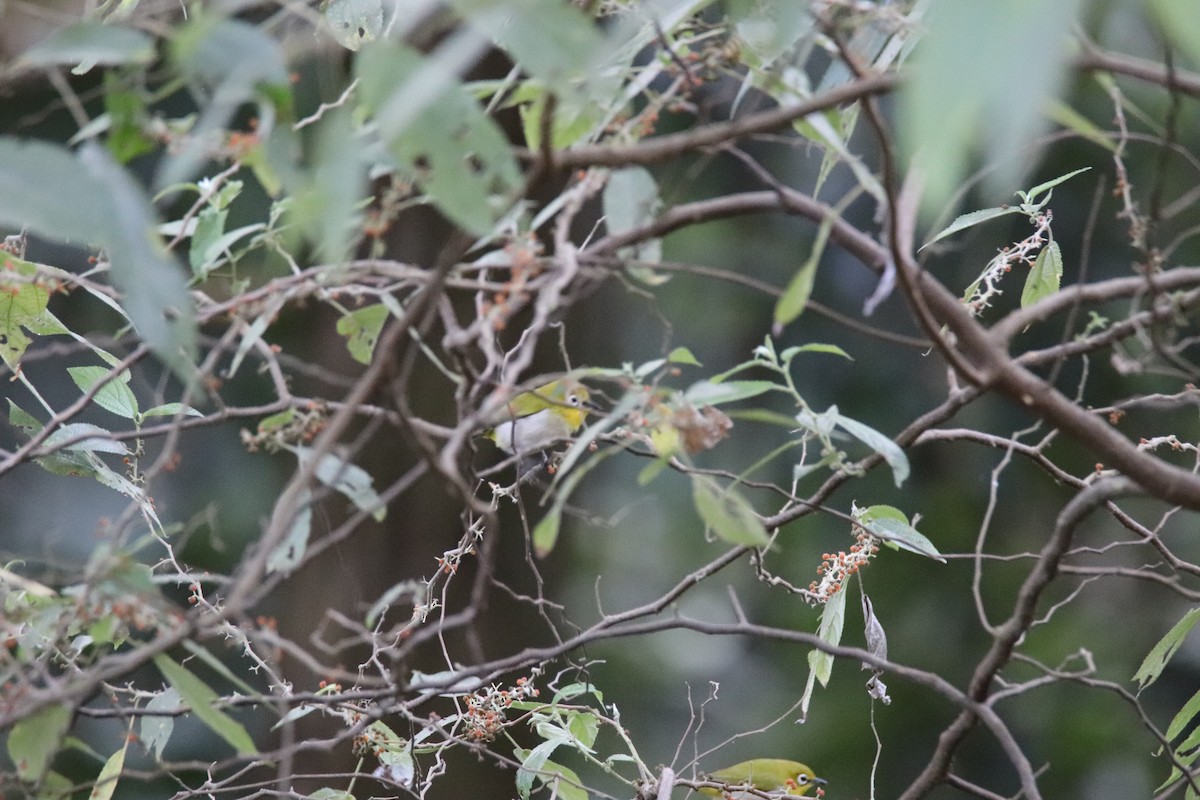 Warbling White-eye - ML640738845