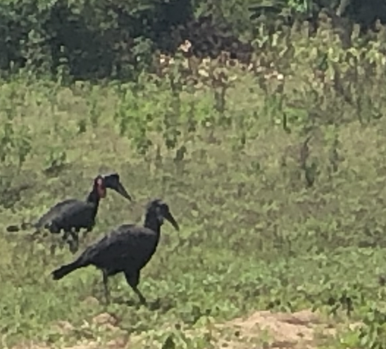 Abyssinian Ground-Hornbill - ML640738876
