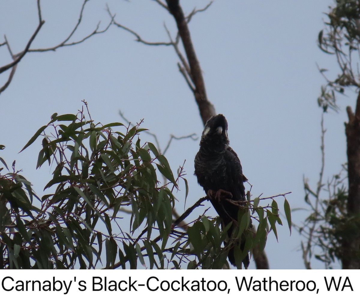 Белохвостый траурный какаду - ML640738879