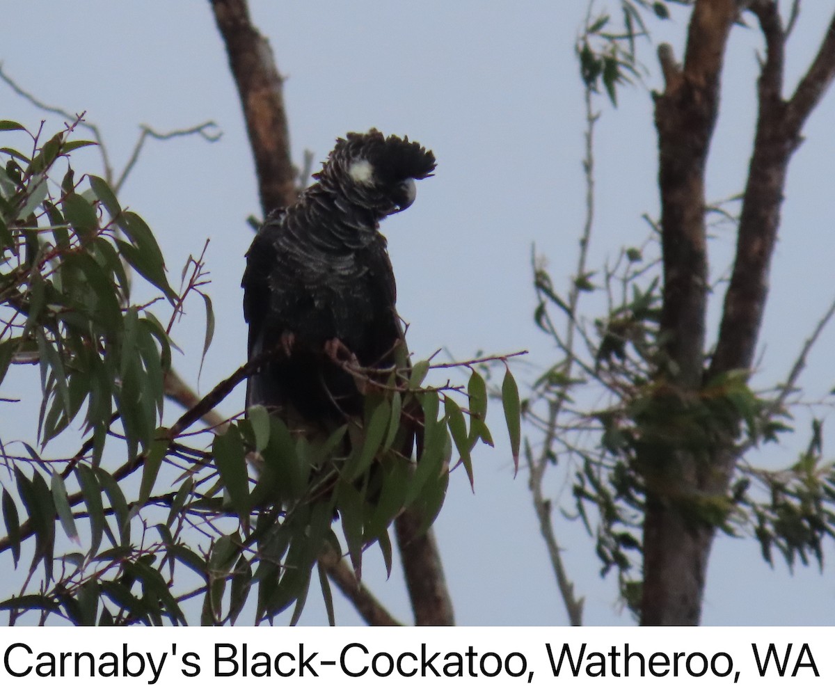 Белохвостый траурный какаду - ML640738880