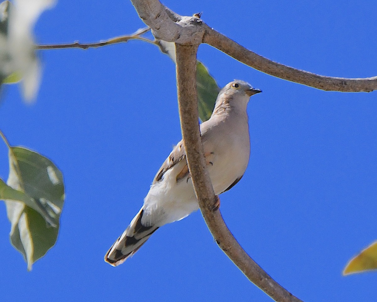 Long-tailed Ground Dove - ML640738887