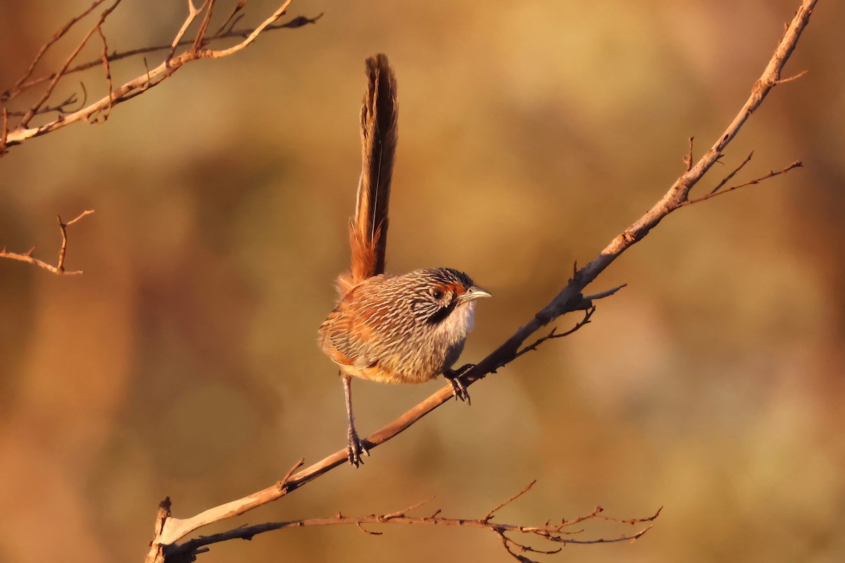 Pilbara Grasswren - ML640738919