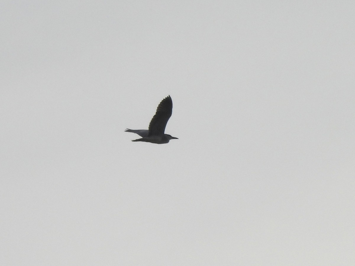 Black-crowned Night Heron - ML640738969