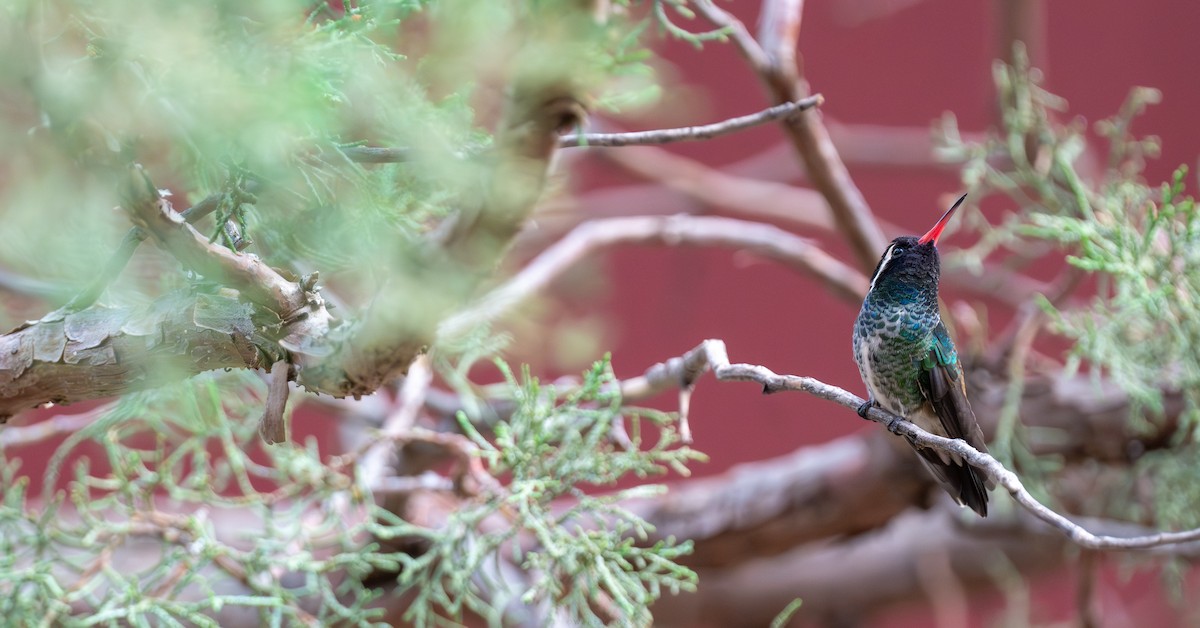 Белоухий колибри - ML640739044