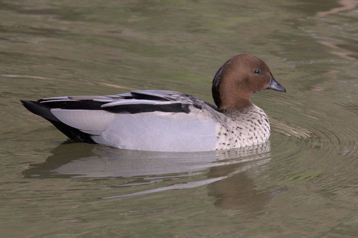 Pato de Crin - ML640739208