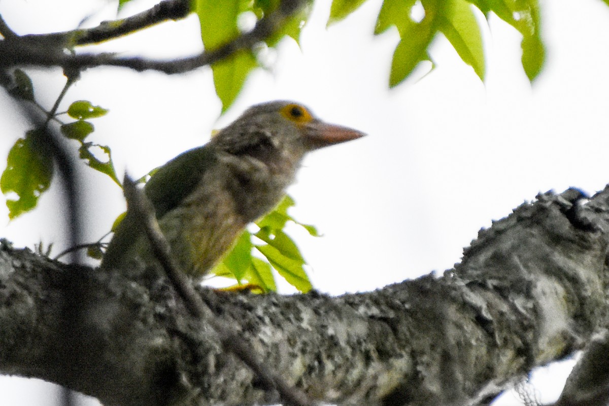 Lineated Barbet - ML640739237