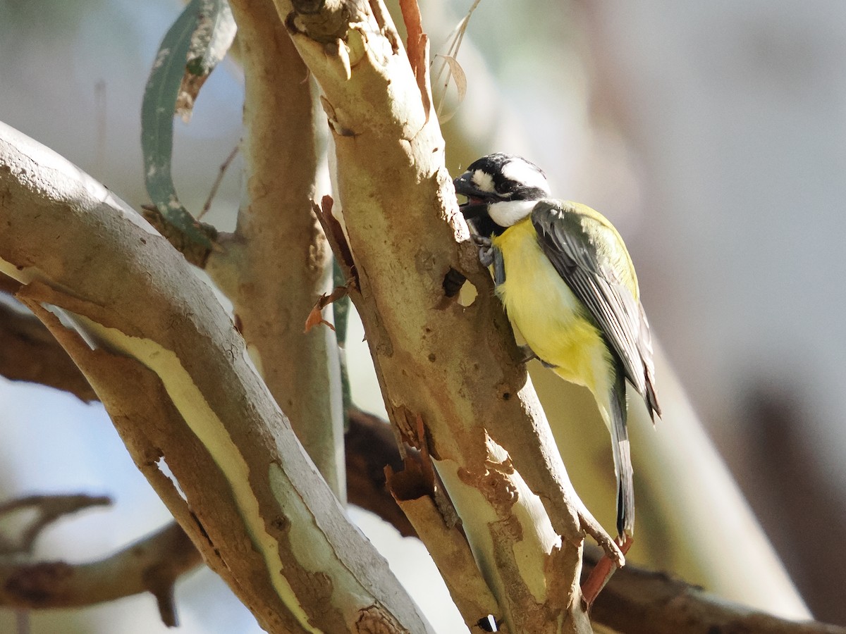 Eastern Shrike-tit - ML640739258