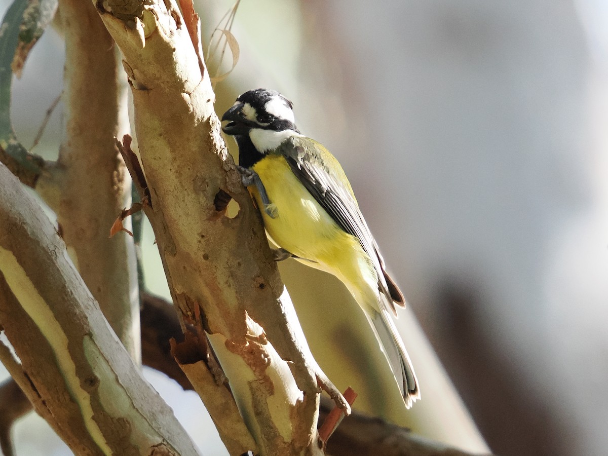 Eastern Shrike-tit - ML640739259