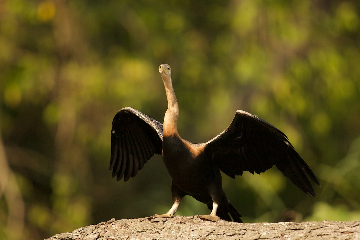 African Darter - ML640739265