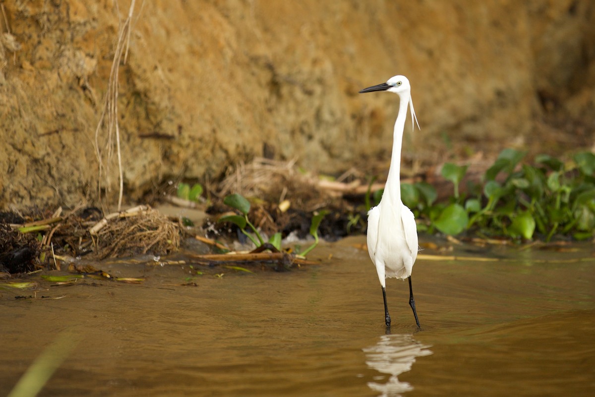 Little Egret - ML640739266