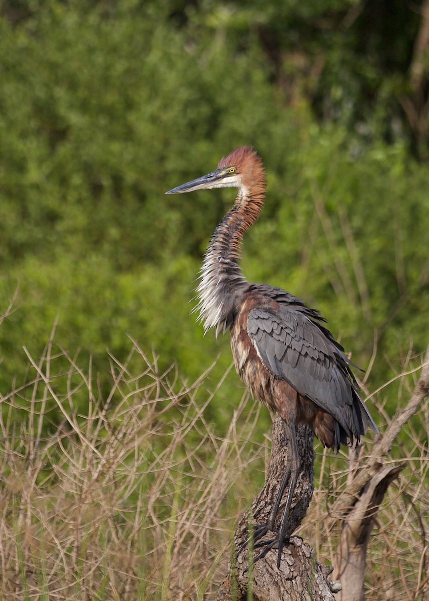 Goliath Heron - ML640739268