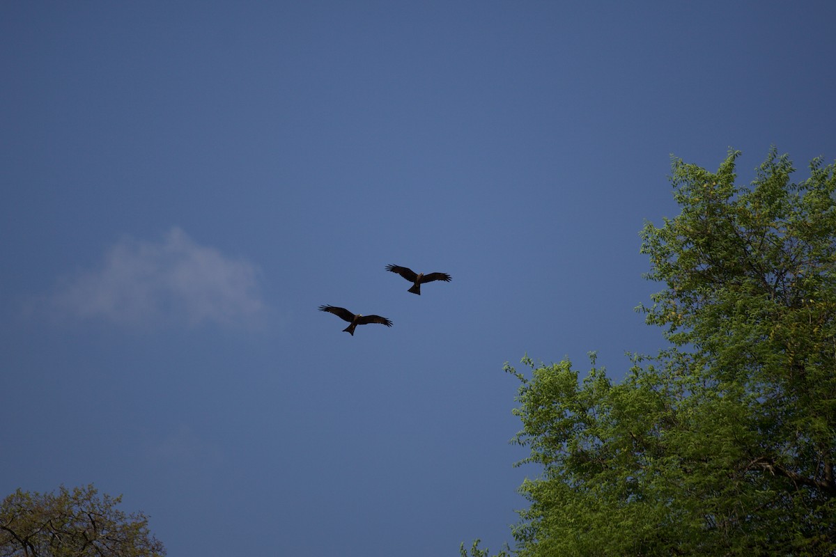 Black Kite - ML640739271