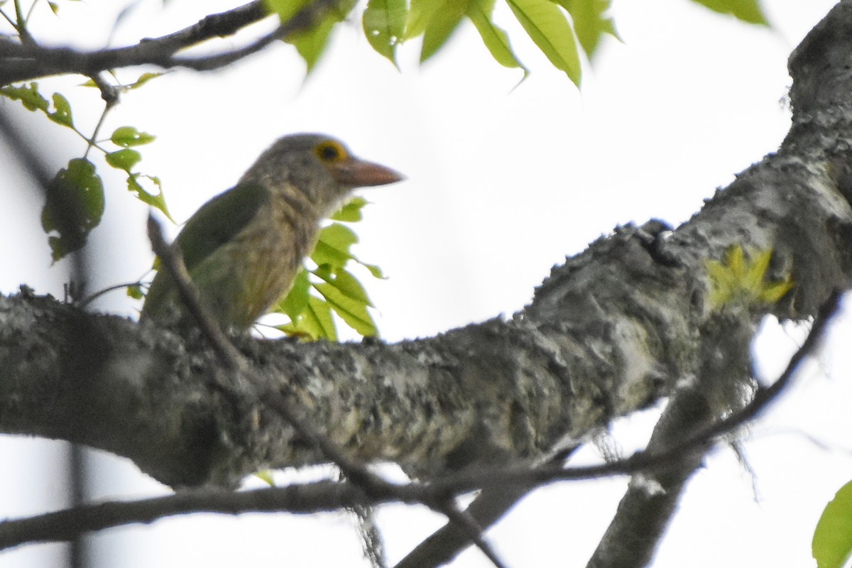 Lineated Barbet - ML640739275