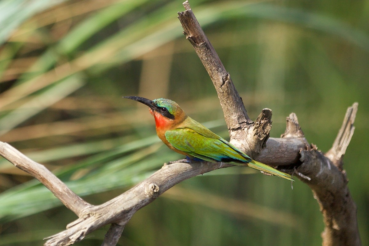 Red-throated Bee-eater - ML640739277