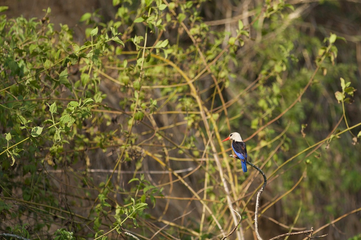 Gray-headed Kingfisher - ML640739280