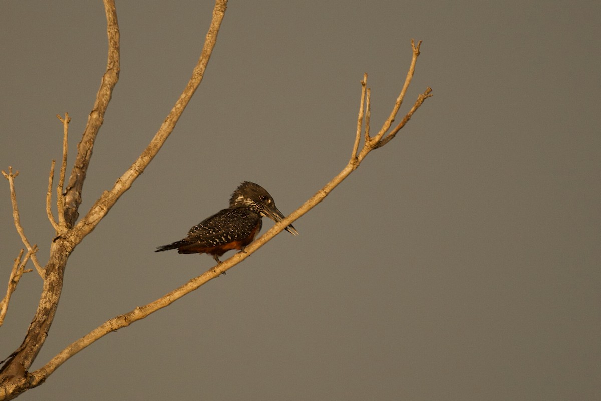 Giant Kingfisher - ML640739282