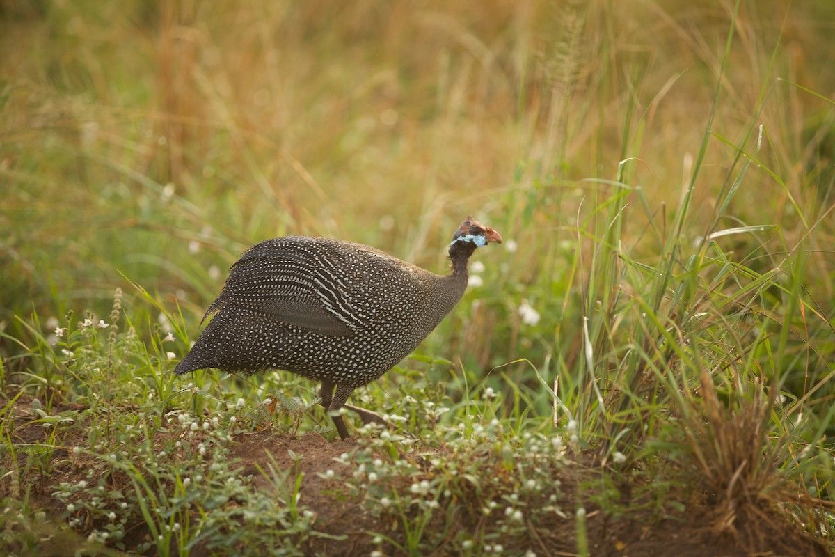 Helmeted Guineafowl - ML640739310
