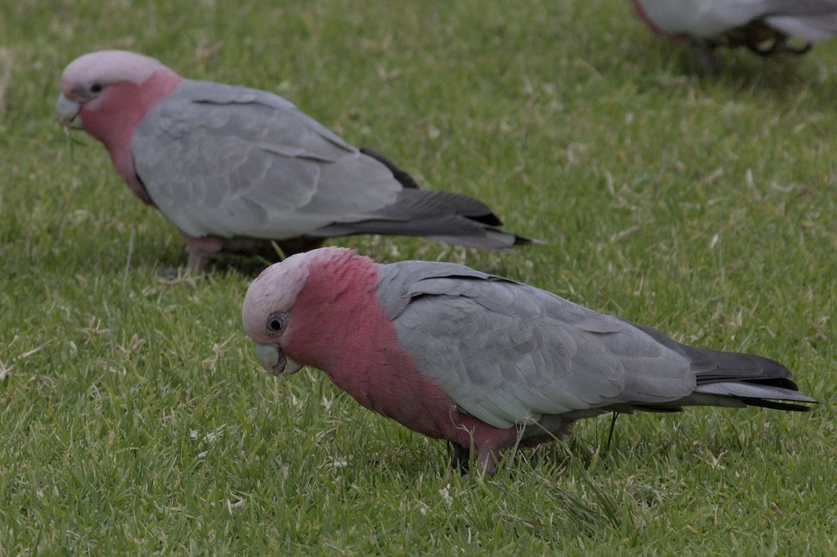 Cacatúa Galah - ML640739328