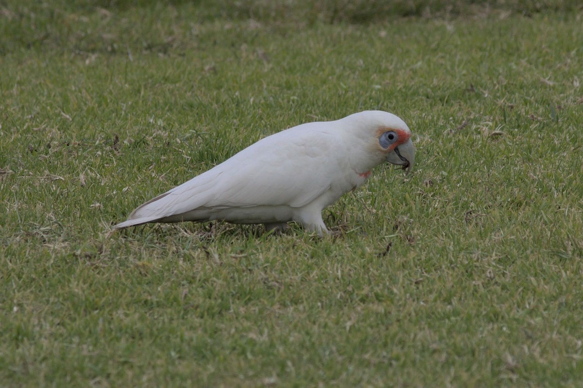 Cacatúa Picofina - ML640739334