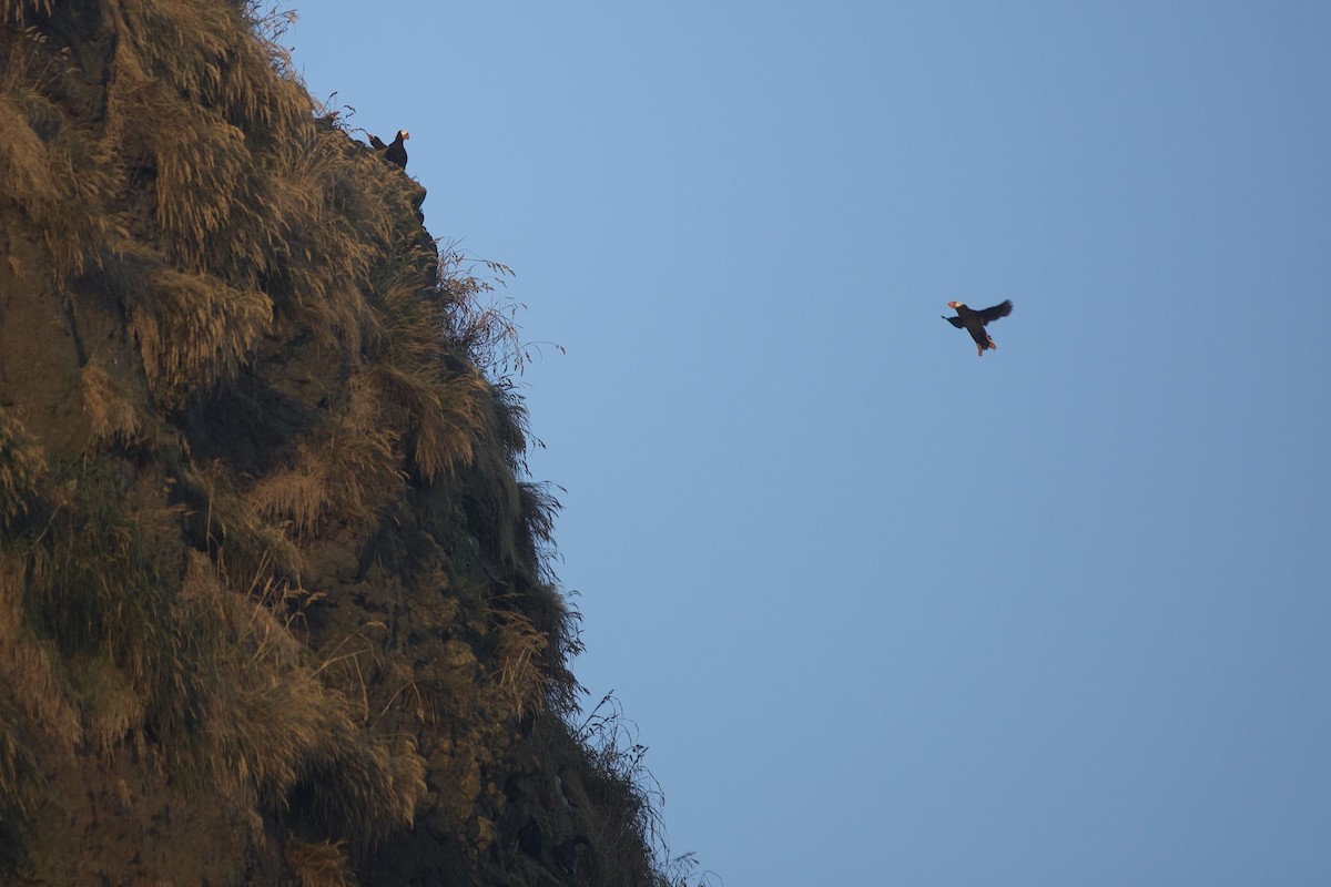 Tufted Puffin - ML640739383
