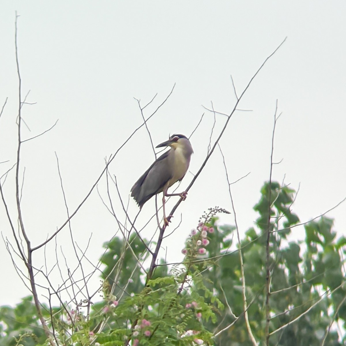 Black-crowned Night Heron - ML640739387