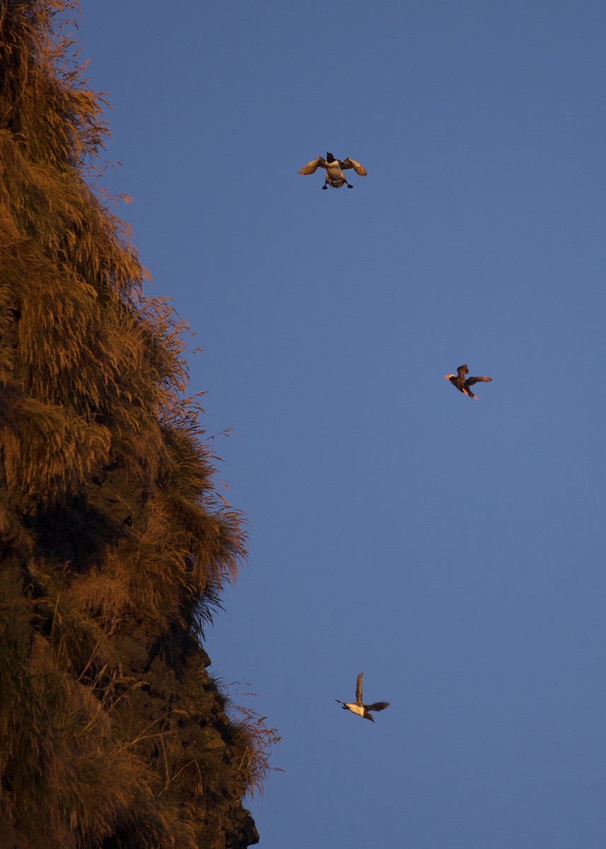 Common Murre - ML640739398