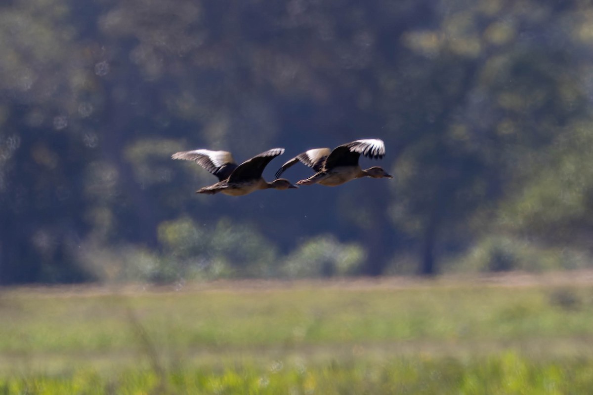 Fulvous Whistling-Duck - ML640739402
