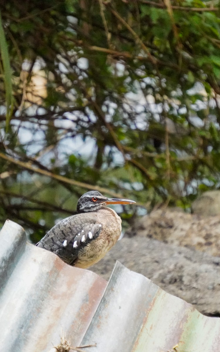 ジャノメドリ - ML640739422