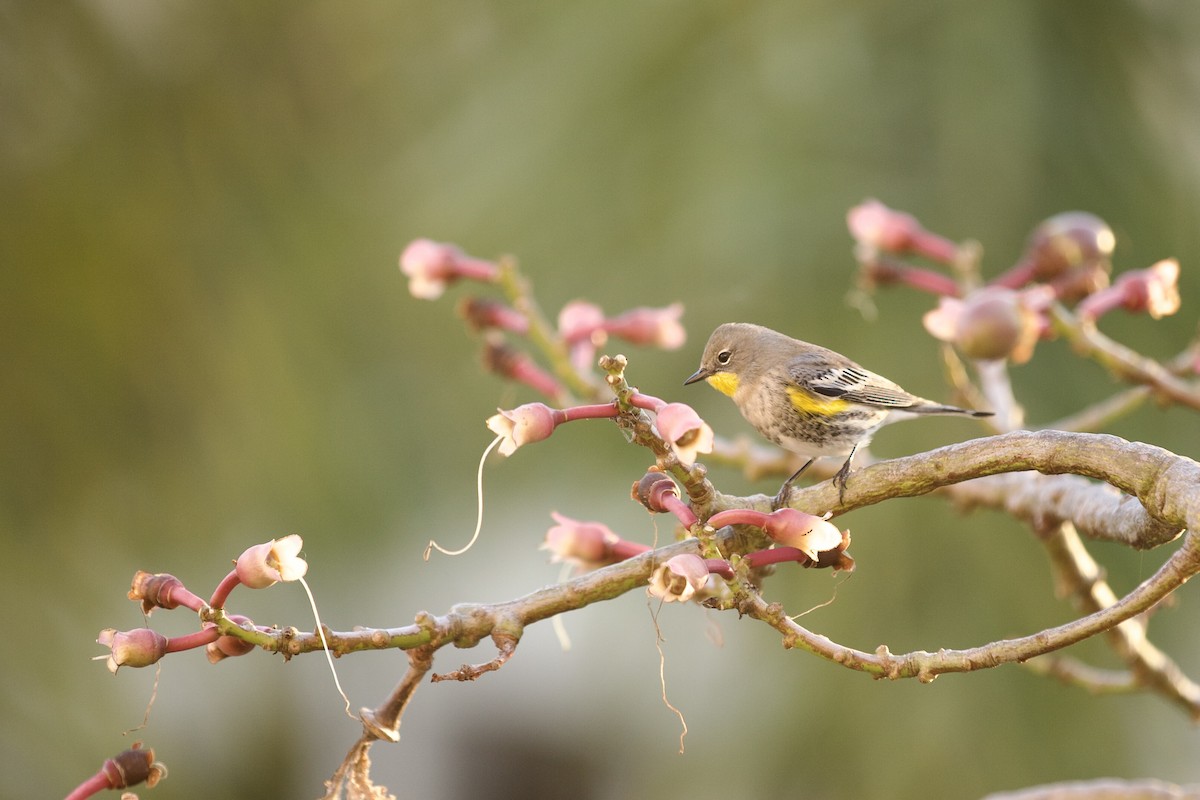 Yellow-rumped Warbler - ML640739426