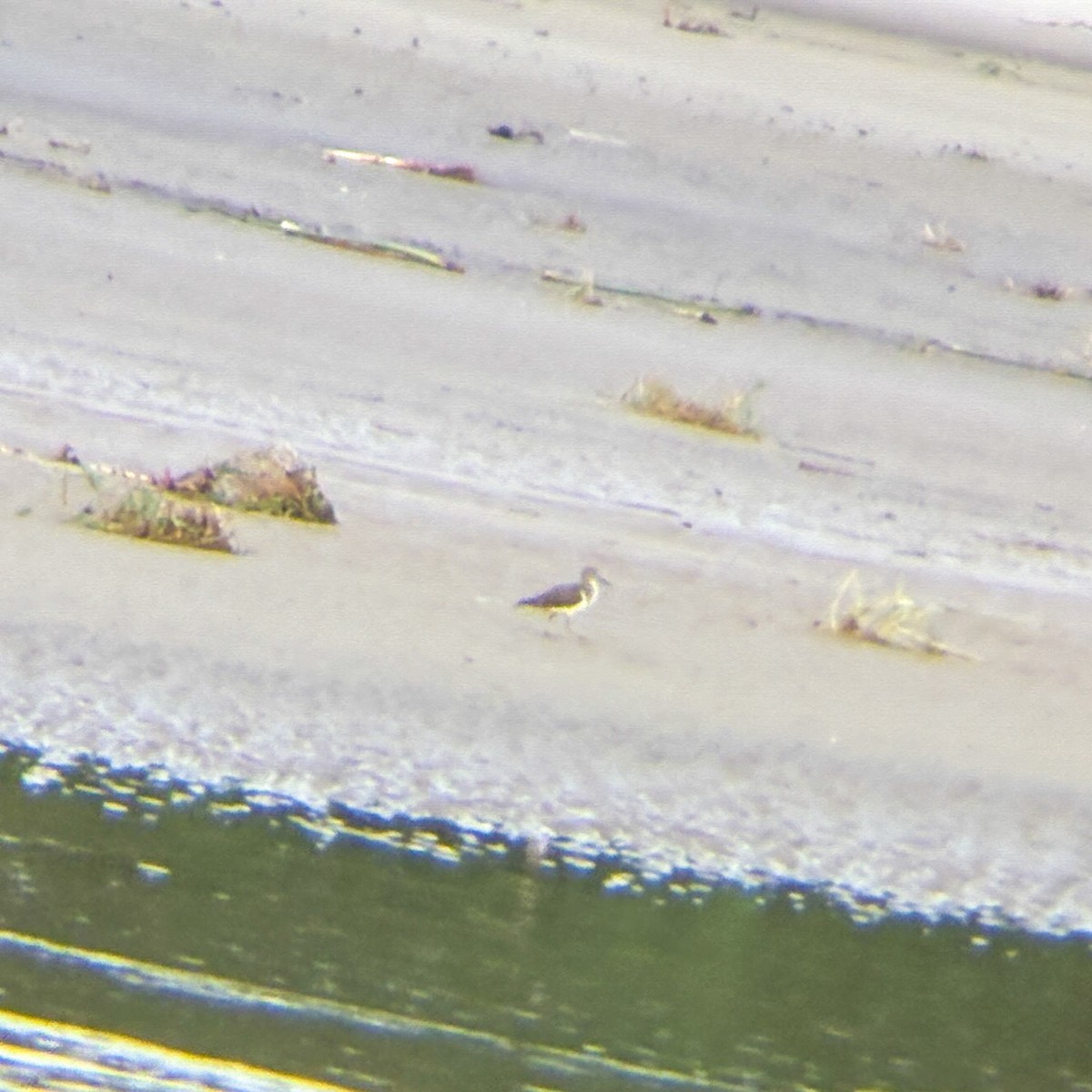 Common Sandpiper - ML640739438