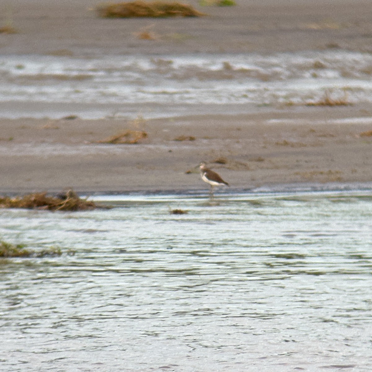 Common Sandpiper - ML640739439