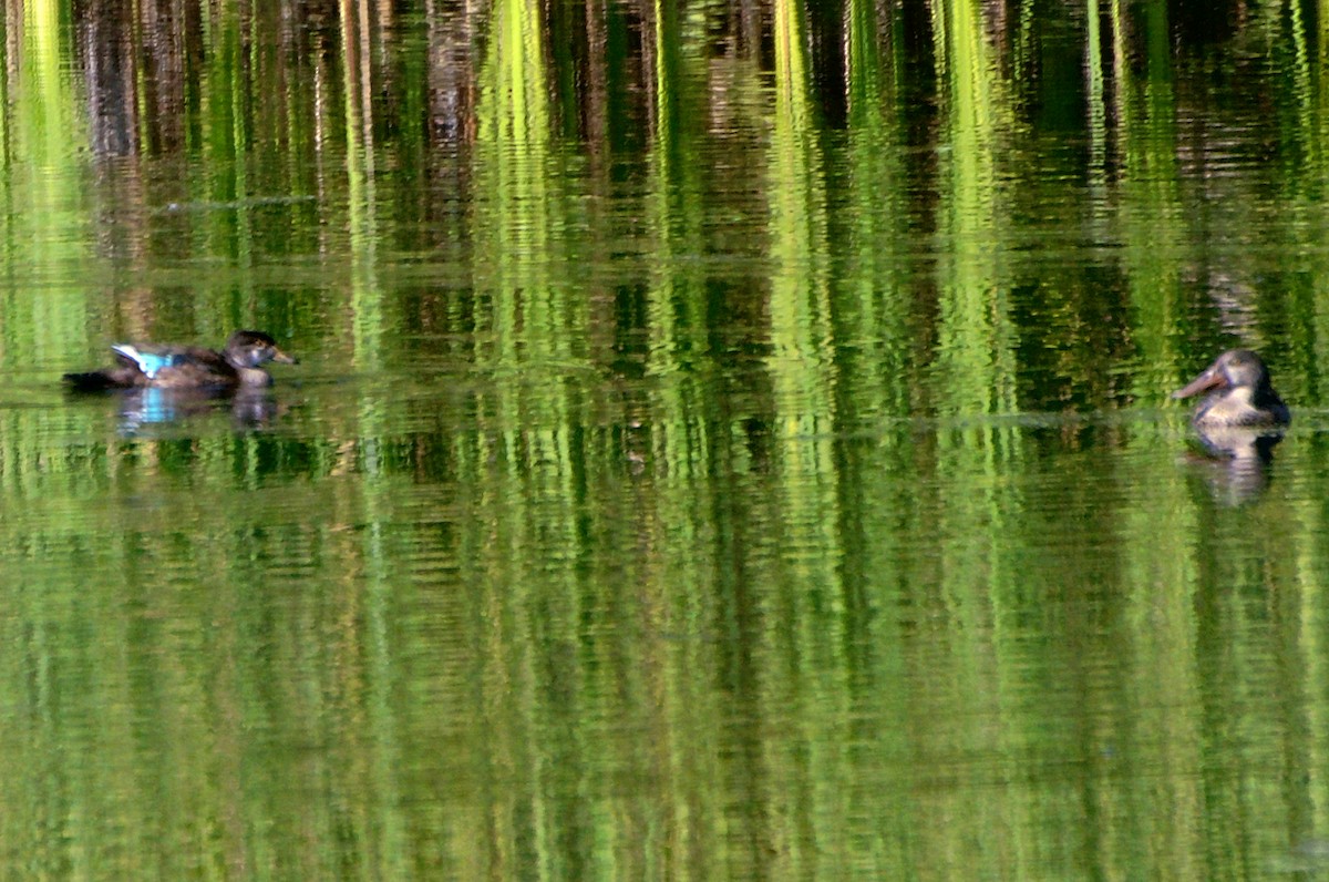Wood Duck - ML640739532