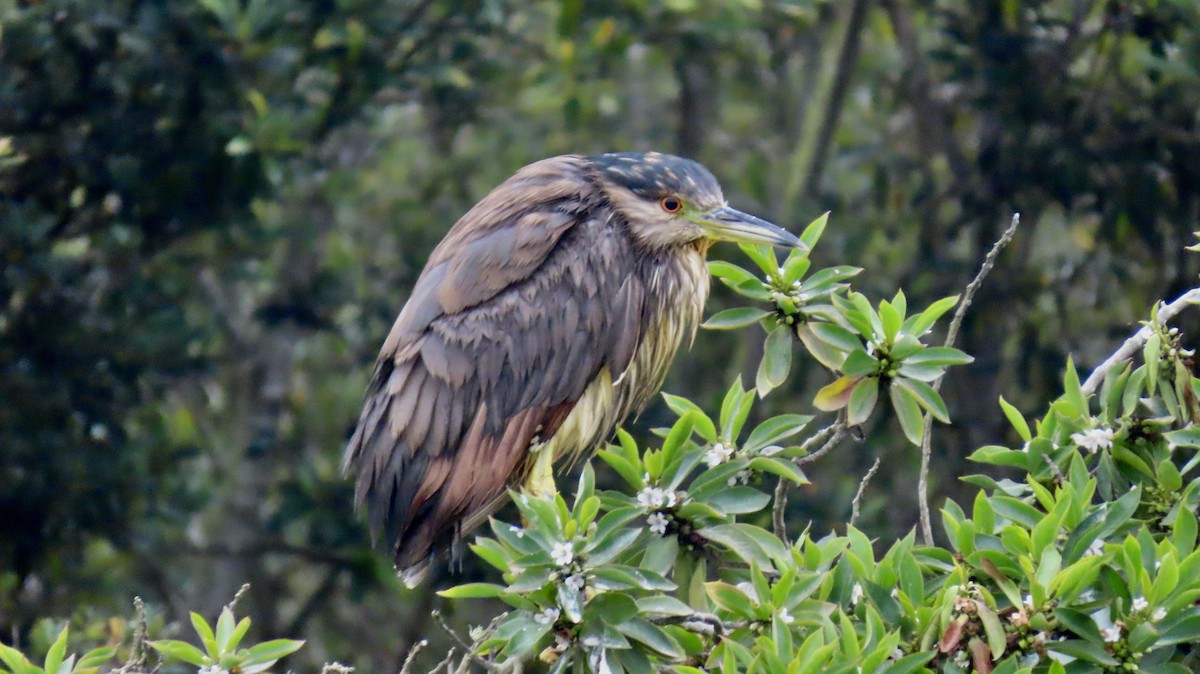 Black-crowned Night Heron - ML640739608