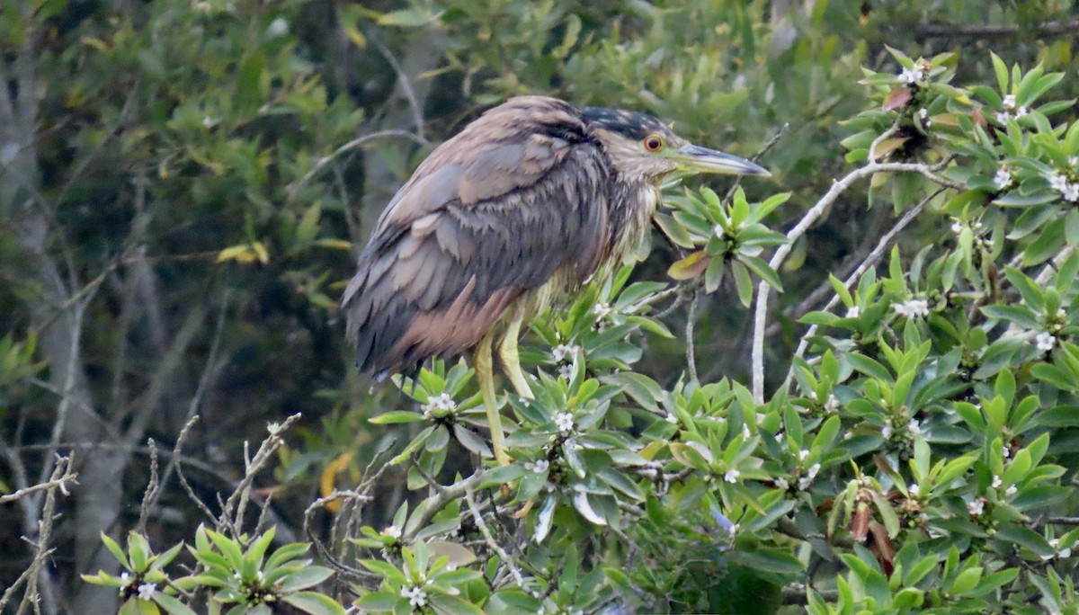 Black-crowned Night Heron - ML640739609